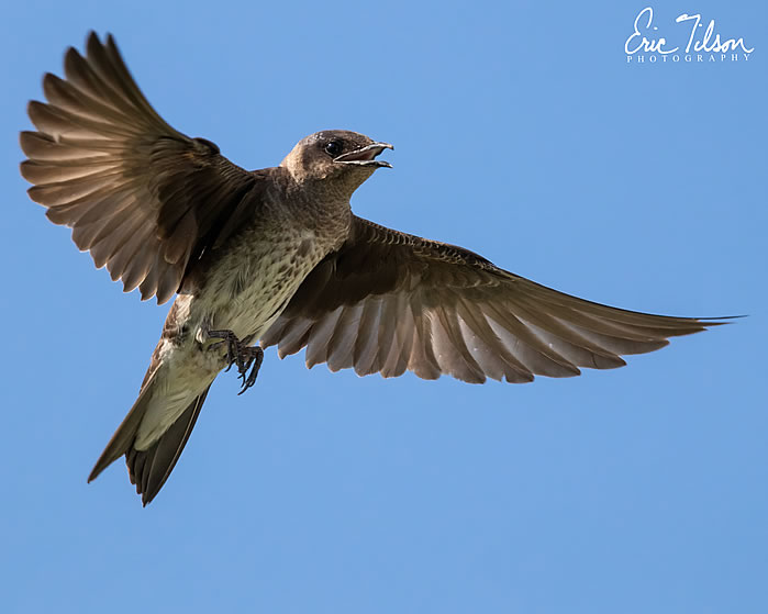 Eric-Tilson-Photography-PLX-Purple-Martins-1