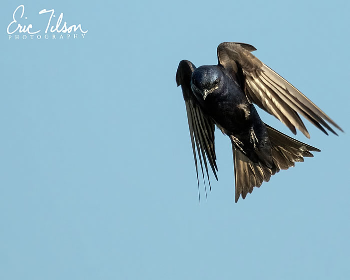 Eric-Tilson-Photography-PLX-Purple-Martins-3