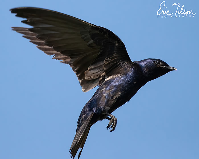 Eric-Tilson-Photography-PLX-Purple-Martins-4