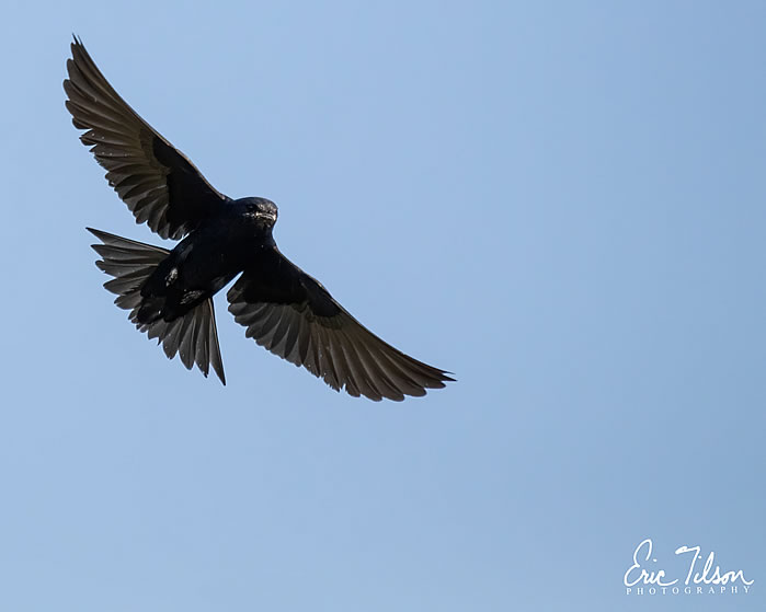 Eric-Tilson-Photography-PLX-Purple-Martins-5