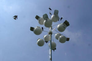 Purple-Martins-babies-1