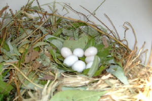 Purple-Martins-babies-3