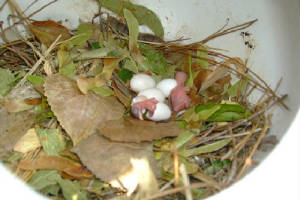 Purple-Martins-babies-4