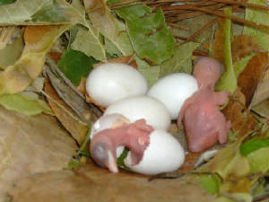 Purple-Martins-babies-5