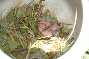 Purple-Martins-babies-6