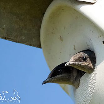 PLX Purple Martins - Eric Tilson Photography