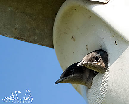 PLX Purple Martins - Eric Tilson Photography