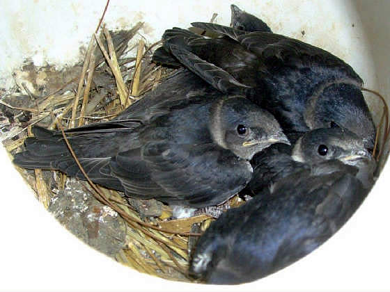 Portage Lakes Purple Martin Association