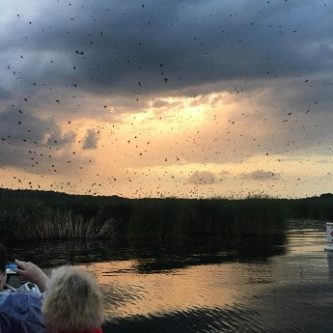 Twilight Boat Rides On Nimisila