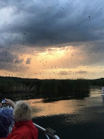 Twilight Boat Rides On Nimisila