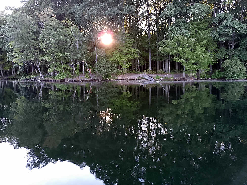 Purple Martins Twilight Boat Rides